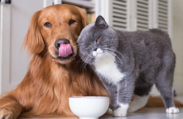 Las diferencias entre las personas que viven con perros y con gatos - C9N