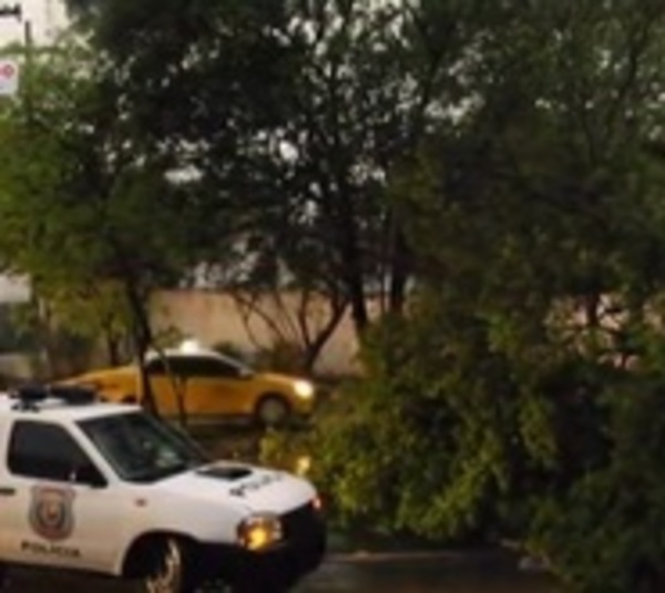 Temporal provoca caída de árbol sobre avenida - Paraguay.com