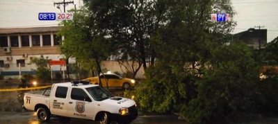 Frondoso árbol cae sobre avenida República Argentina | Noticias Paraguay