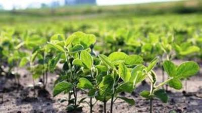 Paraguay importa germoplasmas para desarrollar mejores tecnologías agrícolas