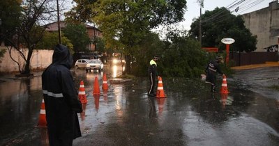 La Nación / Árboles caídos y semáforos fuera de servicio dejó temporal en Asunción