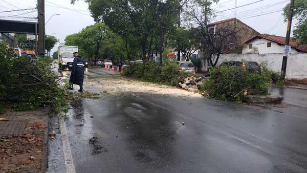 El temporal provocó la caída de 23 árboles en Asunción · Radio Monumental 1080 AM