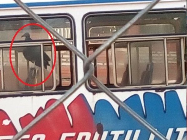 Crónica / “Piter”, el buitre “mascota” que viaja en los colectivos