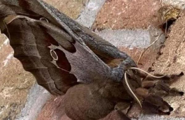 Las 'tarántulas con alas' que atemorizan a mexicanos y estadounidenses - SNT