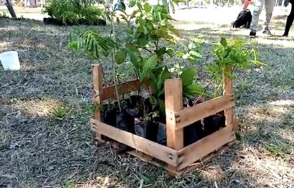 Plantaron más de 10.000 arbolitos en diversos puntos del país