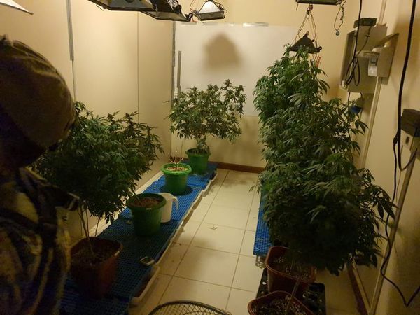 Trasladaron a Emboscada a los detenidos en el caso de la “Marihuana Vip” - Nacionales - ABC Color