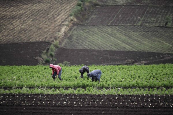 Costa Rica lanza un plan para fortalecer el desarrollo de la agricultura familiar - MarketData