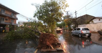 La Nación / El temporal echó árboles y columnas de Ande