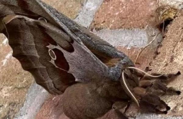 Las 'tarántulas con alas' que atemorizan a mexicanos y estadounidenses - C9N