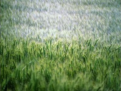 Lluvia anima a sojeros y trae alivio al sector ganadero