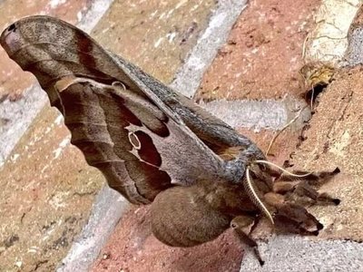 Una polilla parecida a una tarántula con alas causa temor en EEUU