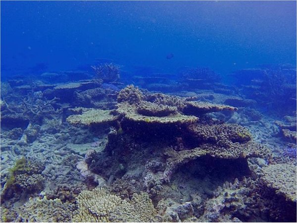 Científicos descubren un coral más alto que el Empire State