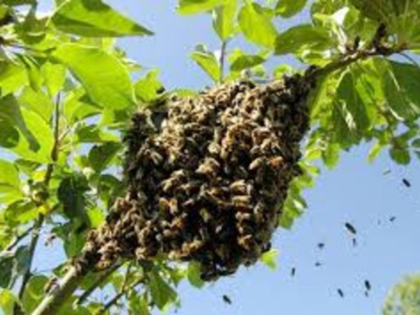 Abejas mataron 13 animales y atacaron a un grupo de personas