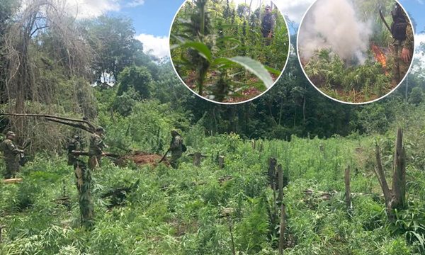 Destruyen parcelas de marihuana en etapa de cosecha en zona de Itakyry – Diario TNPRESS