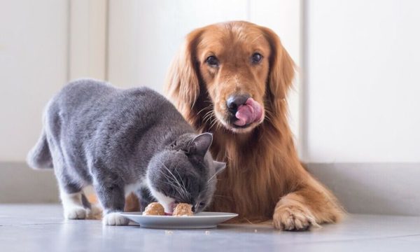 Ganá un año de alimento gratis para tu mascota con Nestlé Purina