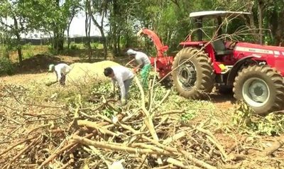 Producen abono orgánico de ramas de árboles en Franco