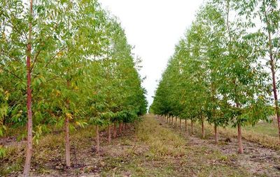 Invertir US$ 2.500 en reforestación permite en 10 años tener US$ 12.500, estiman - Nacionales - ABC Color