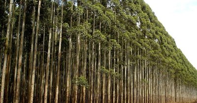 La Nación / Analizaron el potencial forestal para exportación