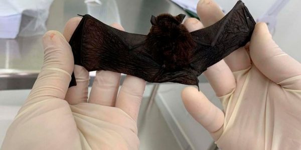 Diez murciélagos fueron detectados con rabia en Foz de Yguazú - Noticde.com