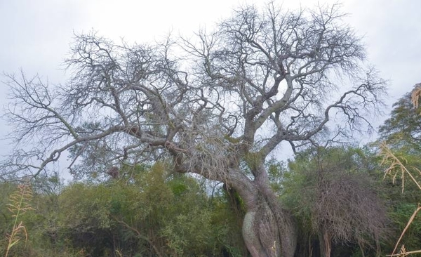 HOY / Inician expedición de "Colosos de la Tierra" con todas las medidas sanitarias