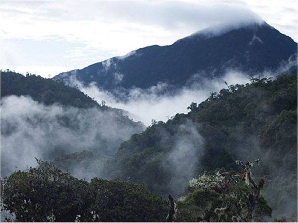 Los bosques de neblina peruanos son reconocidos como reserva de la Unesco