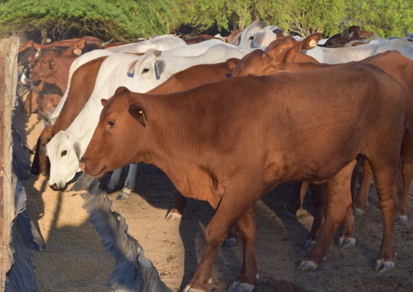 Vaquillas con 50 días de balanceado en Chaco Central para alcanzar hasta un 90% de preñez