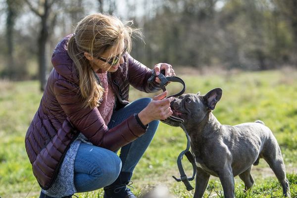 Encontrar el arnés adecuado para el perro - Mascotas - ABC Color