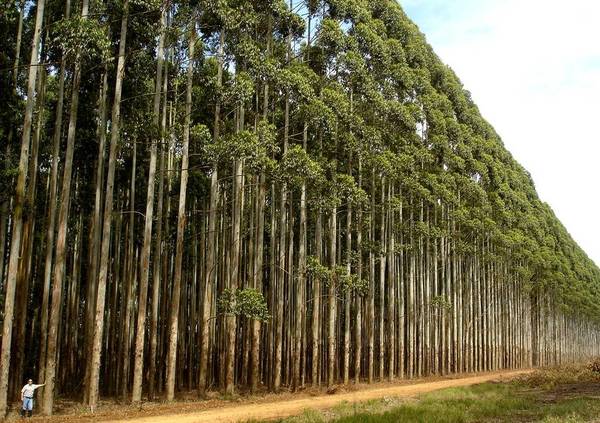 Analizaron el potencial forestal para exportación