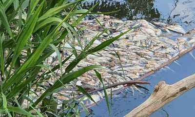 Imputaron a cinco funcionarios de Petropar por mortandad de peces en el río Tebicuarymi - Megacadena — Últimas Noticias de Paraguay