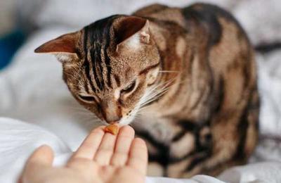 Estudio concluye que humanos con Covid-19 pueden contagiar a sus gatos - SNT
