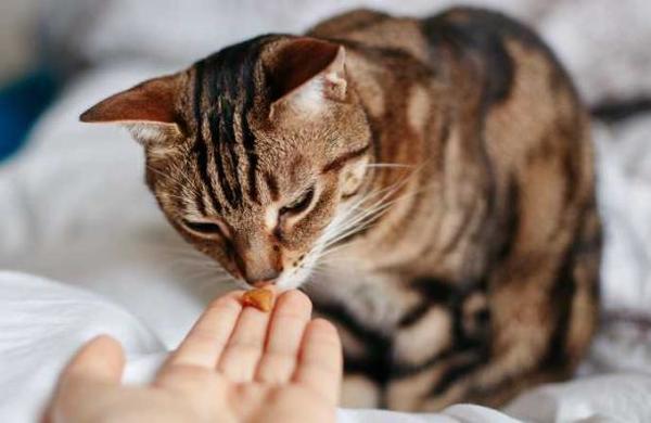Estudio concluye que humanos con Covid-19 pueden contagiar a sus gatos - SNT