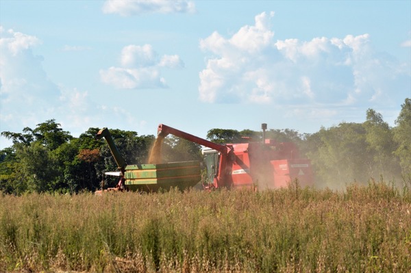 Productores sesameros son beneficiados por proyecto de Itaipú - Noticde.com