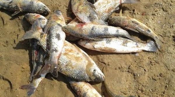 Por mortandad de peces y contaminación imputan a funcionarios de Petropar