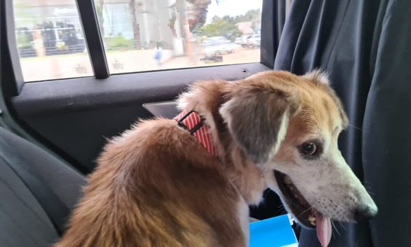 ¡Shelby ya tiene una nueva familia!