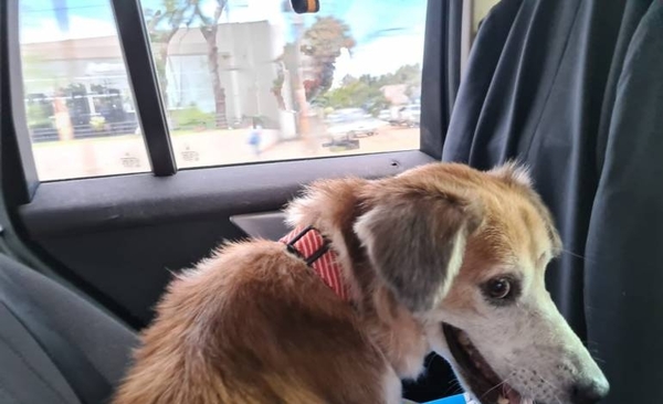 HOY / Perro rescatado tras maltratos, ya tiene un nuevo hogar