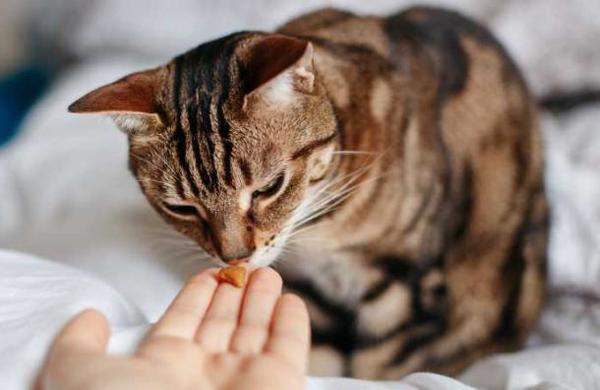 Estudio concluye que humanos con Covid-19 pueden contagiar a sus gatos - C9N