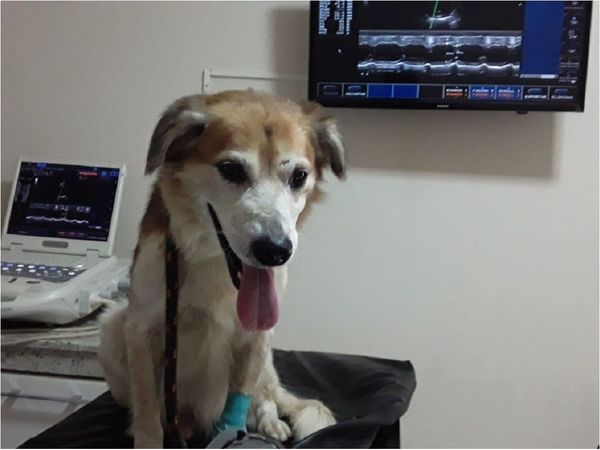 Tras ser abandonado y amordazado, Shelby ya tiene nuevo hogar