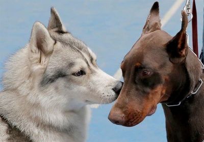 Un nuevo estudio revela la rica historia genética de los perros - Mascotas - ABC Color