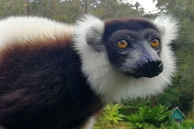 Reducir la pérdida de biodiversidad evitará una “era de pandemias”  - Ciencia - ABC Color