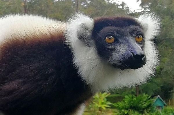 Reducir la pérdida de biodiversidad evitará una “era de pandemias” - Ciencia - ABC Color