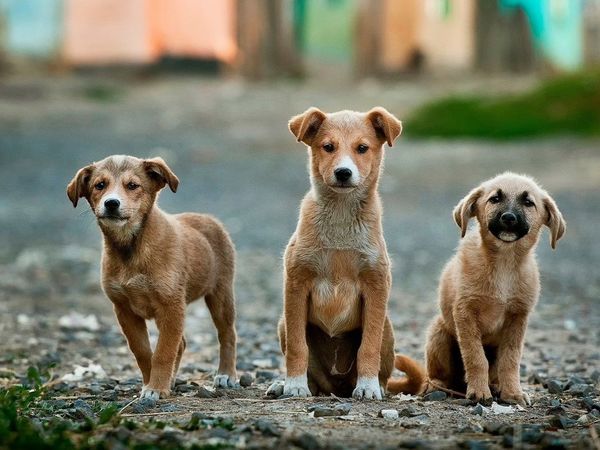 Un nuevo estudio revela la rica historia genética de los perros