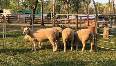 Ovinos Texel competirán y serán comercializados en Feria a Campo