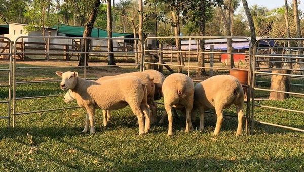 Ovinos Texel competirán y serán comercializados en Feria a Campo