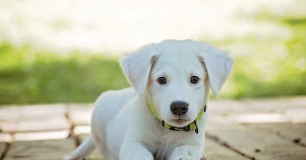 La Nación / Un nuevo estudio revela la rica historia genética de los perros