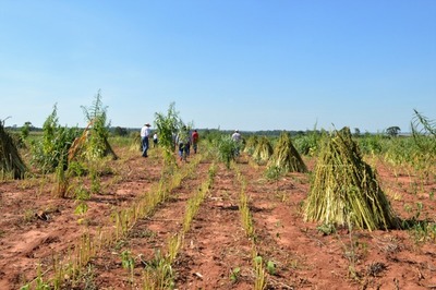 Productores apoyados por Itaipu obtuvieron más de US$ 2,3 millones tras zafra sesamera | .::Agencia IP::.