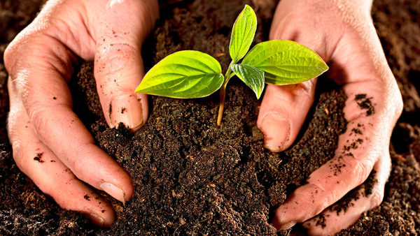 Impulsan proyecto “Plantemos un árbol, salvemos el Chaco”