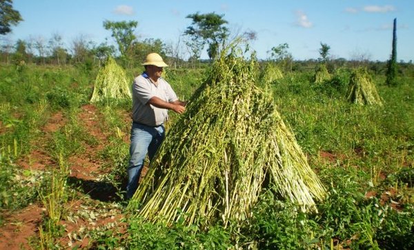 Productores obtienen US$ 2,3 millones de zafra sesamera