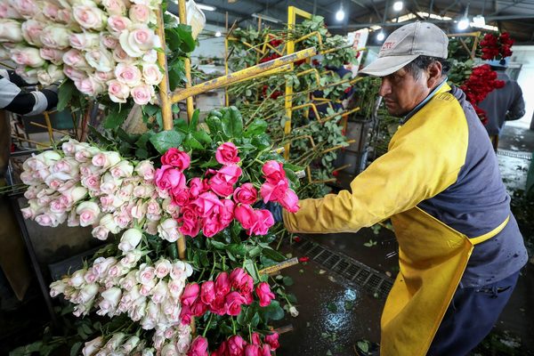 Rosas de Ecuador entrarán sin aranceles a EE.UU. tras un acuerdo - MarketData