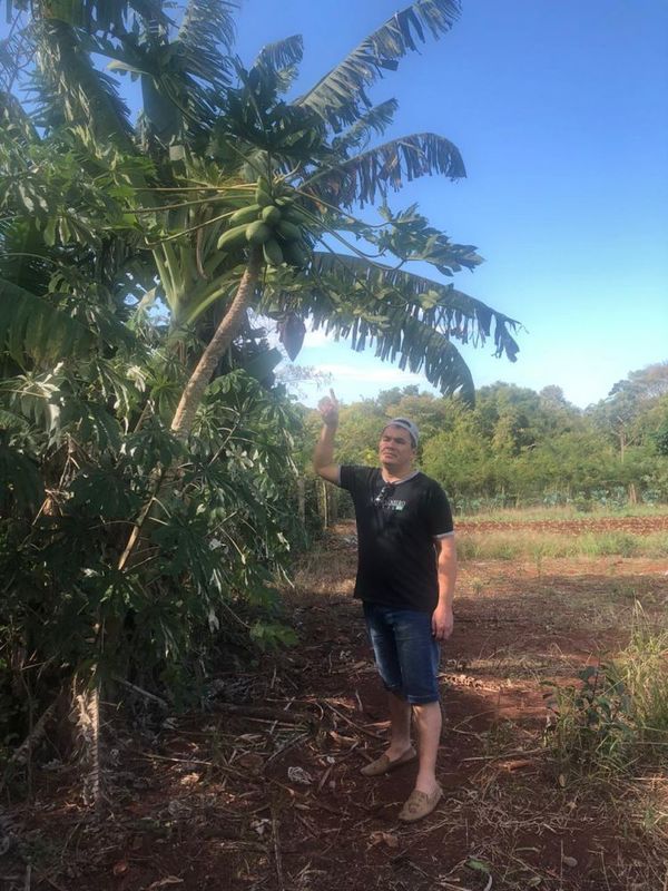 AUDIO: Hugo Rodríguez confunde planta de mandioca con planta de mamón