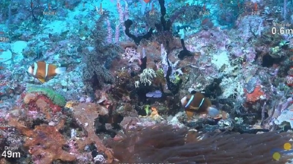 Un gigante arrecife de coral, el primer hallazgo en 120 años